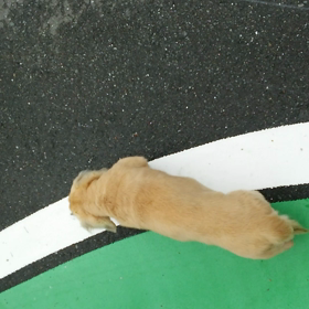 マイペ―ス‼の画像