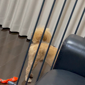 ポンくんのお部屋の画像