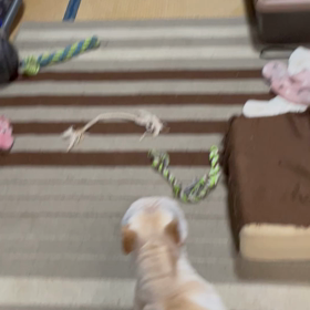 トムジェリの画像