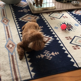 ショコラもマロンも暑い‼️の画像