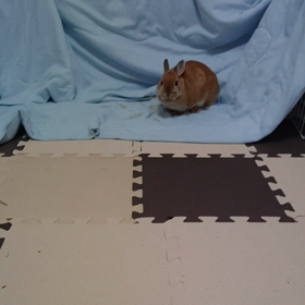 だんちゃんはかしこいよの画像