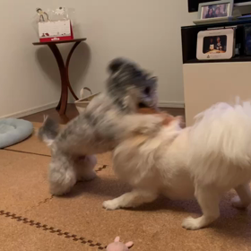 タイミングがあわない時の画像