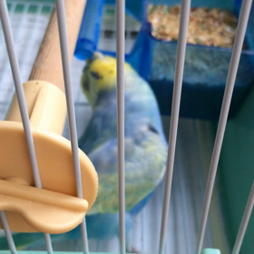 産後のぴぃさん、その後の画像