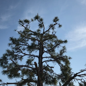 鳥がバタバタの画像