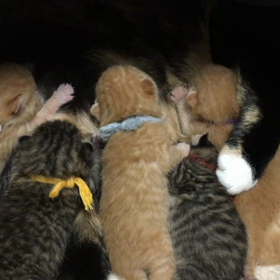 仔猫の授乳の画像