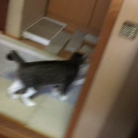 3猫だん、動画2つの画像