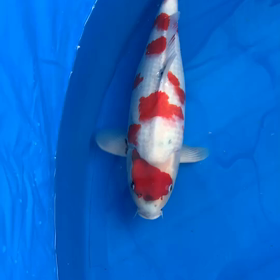 ゆっくりの画像