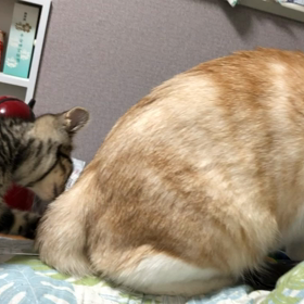 だいちゃんに付いてまわる、ごまちゃんの画像