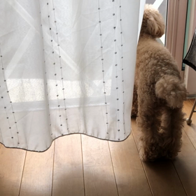 チョキさんのお見送り。の画像