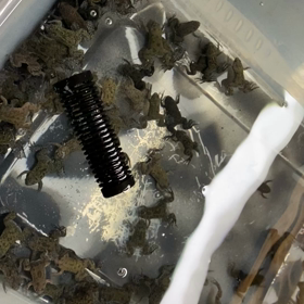 ★活餌！★の画像