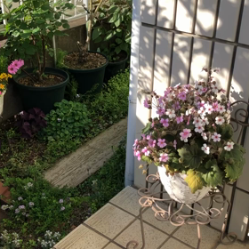 バラとクレマチス。の画像