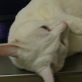 甘える白猫の画像