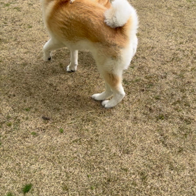 こまりちゃん、さくらちゃん。の画像