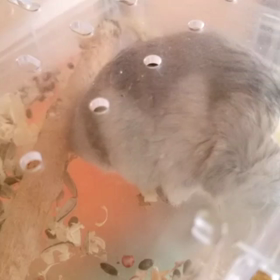 ハムスター最近キューキュー言ってるの画像