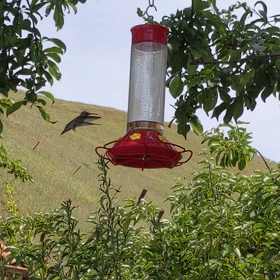 ハチドリのビデオの画像