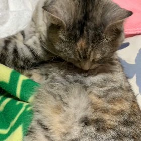 もふもふのお手入れの画像