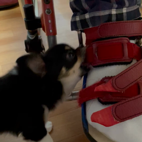 私の宝物❤️の画像