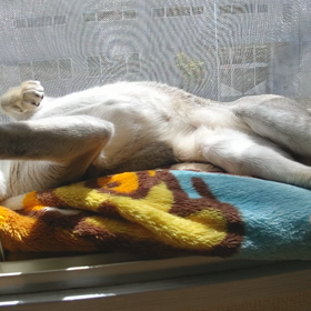 日向ぼっこ中♥の画像