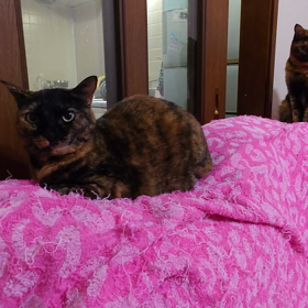 ﾆｬﾝｽﾞが騒ぐ丑三つ時の画像