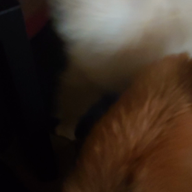 むぅたんの画像