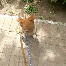 おやつを使わないトレーニング  保護犬の画像