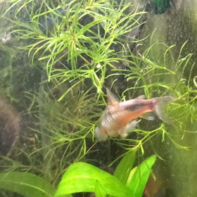 エルハルディ再びの画像