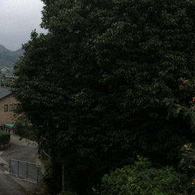 ビワの木からの画像