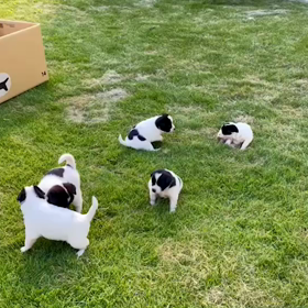 ミックス子犬里親さん募集！の画像