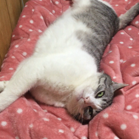 きゅん、ただいまあ‼️の画像