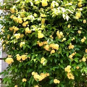 我が家のモッコウバラの画像