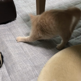 虹の橋を渡ったシャムロックの画像