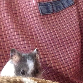 小さなハムスターの目を見てみろい、その２の画像