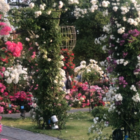 ハウステンボス、バラがとても綺麗！の画像