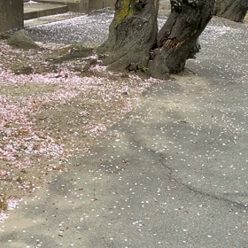 ハラハラと｡ﾟ(ﾟ´ω`ﾟ)ﾟ｡の画像