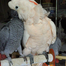 仲良しなんです。の画像