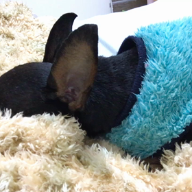 愛犬のいびきの画像