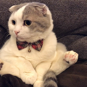 スコ丸まるくなるの画像