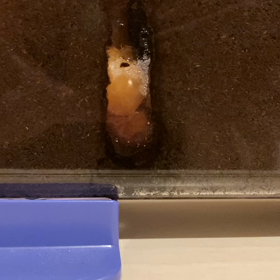 カブトムシ★蛹？の画像