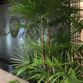 FRich Questのかっこいい観葉植物♫お名前は？の画像