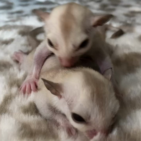 フクロモモンガベビーご予約受け付け中!!の画像