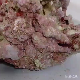 ライブロック入手から約10日計画の画像