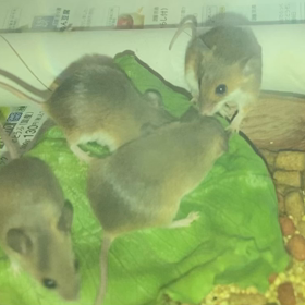 2023年　エキゾチックアニマルたちの夏の画像