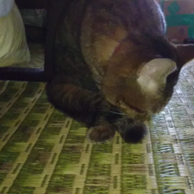 クレアちゃんのプチお留守番part2の画像