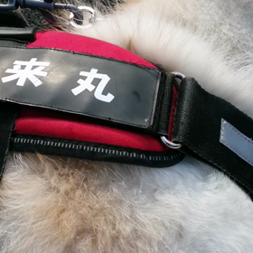 晴れ渡った朝、元気に朝散歩スタート。安倍川土手に上がると日差しがきつく汗ばむような感じ。冠雪の画像