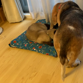 治ったかな？の画像