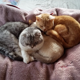 【動画】にゃんこ３兄弟♡の画像