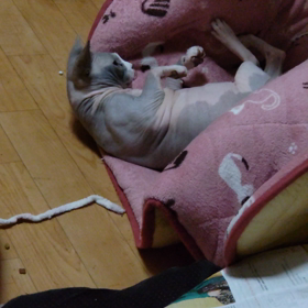 ご機嫌さんの画像