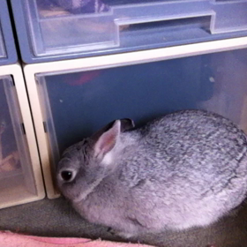 うさぎさん、ゴロンの瞬間！の画像