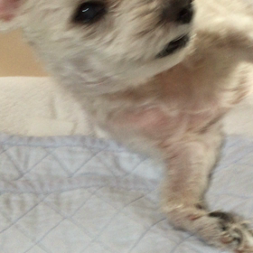 コロと。の画像