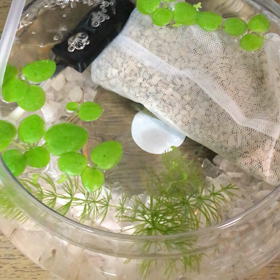 メダカと熱帯魚のアカヒレの画像